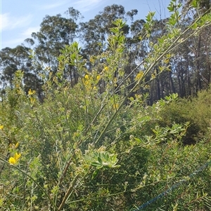 Genista monspessulana at Penrose, NSW - 14 Sep 2024 11:06 AM