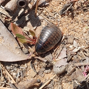 Calolampra sp. (genus) at Penrose, NSW - 14 Sep 2024