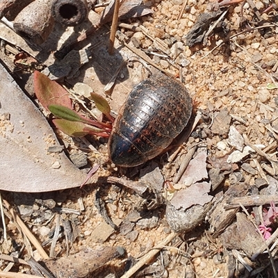 Calolampra sp. (genus) (Bark cockroach) at Penrose, NSW - 14 Sep 2024 by Aussiegall