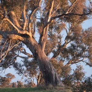 Eucalyptus blakelyi at Higgins, ACT - 31 Aug 2021