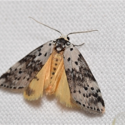 Thallarcha sp.(1) (Part 2, MoV) (A Tiger moth (Lithosiini) by DianneClarke