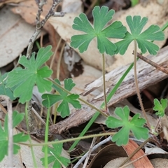 Geranium solanderi var. solanderi (Native Geranium) at Albury, NSW - 9 Sep 2024 by KylieWaldon