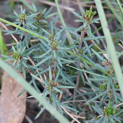 Hibbertia riparia at Albury, NSW - 9 Sep 2024 by KylieWaldon