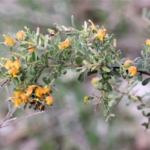 Grevillea alpina at Albury, NSW - 9 Sep 2024 10:25 AM