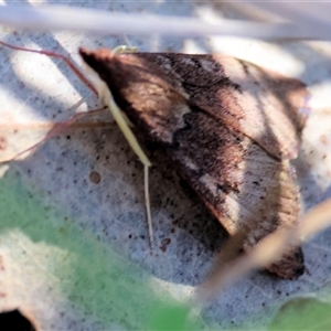 Uresiphita ornithopteralis at Albury, NSW - 9 Sep 2024 10:37 AM