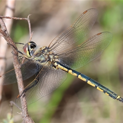 Hemicordulia tau (Tau Emerald) at Glenroy, NSW - 9 Sep 2024 by KylieWaldon