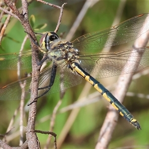 Hemicordulia tau at Glenroy, NSW - 9 Sep 2024 10:42 AM