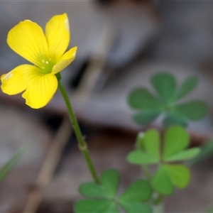 Oxalis sp. at Glenroy, NSW - 9 Sep 2024