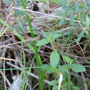 Gonocarpus tetragynus at Albury, NSW - 9 Sep 2024 10:30 AM