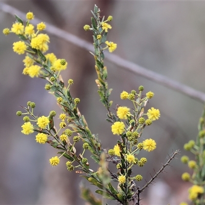 Acacia paradoxa (Kangaroo Thorn) at Albury, NSW - 9 Sep 2024 by KylieWaldon