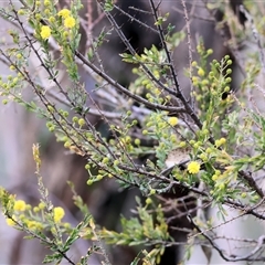 Acacia paradoxa at Albury, NSW - 9 Sep 2024