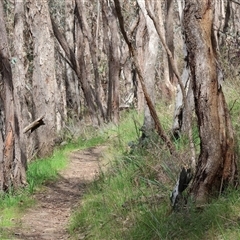 Acacia paradoxa at Albury, NSW - 9 Sep 2024