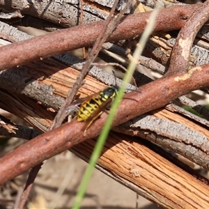 Vespula germanica at Glenroy, NSW - 9 Sep 2024 10:42 AM