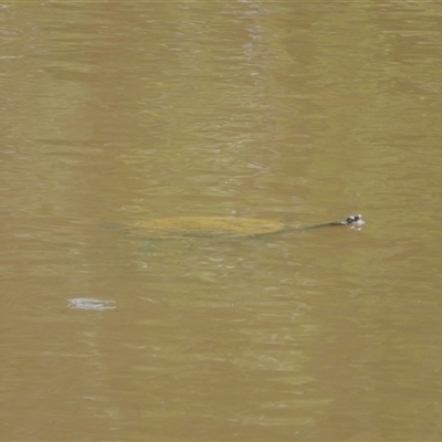 Chelodina longicollis (Eastern Long-necked Turtle) at Kambah, ACT - 14 Sep 2024 by LineMarie