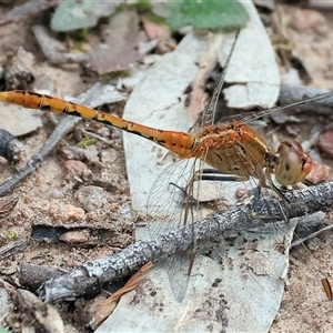 Diplacodes bipunctata at Glenroy, NSW - 9 Sep 2024 10:51 AM