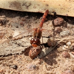 Diplacodes bipunctata at Glenroy, NSW - 9 Sep 2024 10:51 AM