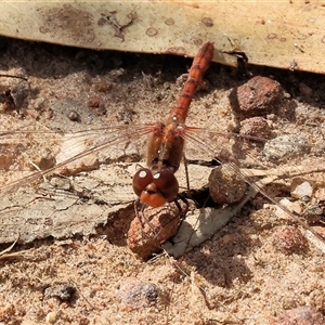 Diplacodes bipunctata at Glenroy, NSW - 9 Sep 2024 10:51 AM