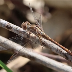 Diplacodes bipunctata at Glenroy, NSW - 9 Sep 2024 10:51 AM