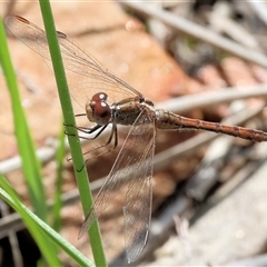 Diplacodes bipunctata at Glenroy, NSW - 9 Sep 2024