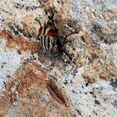 Sarcophaga sp. (genus) (Flesh fly) at Glenroy, NSW - 9 Sep 2024 by KylieWaldon