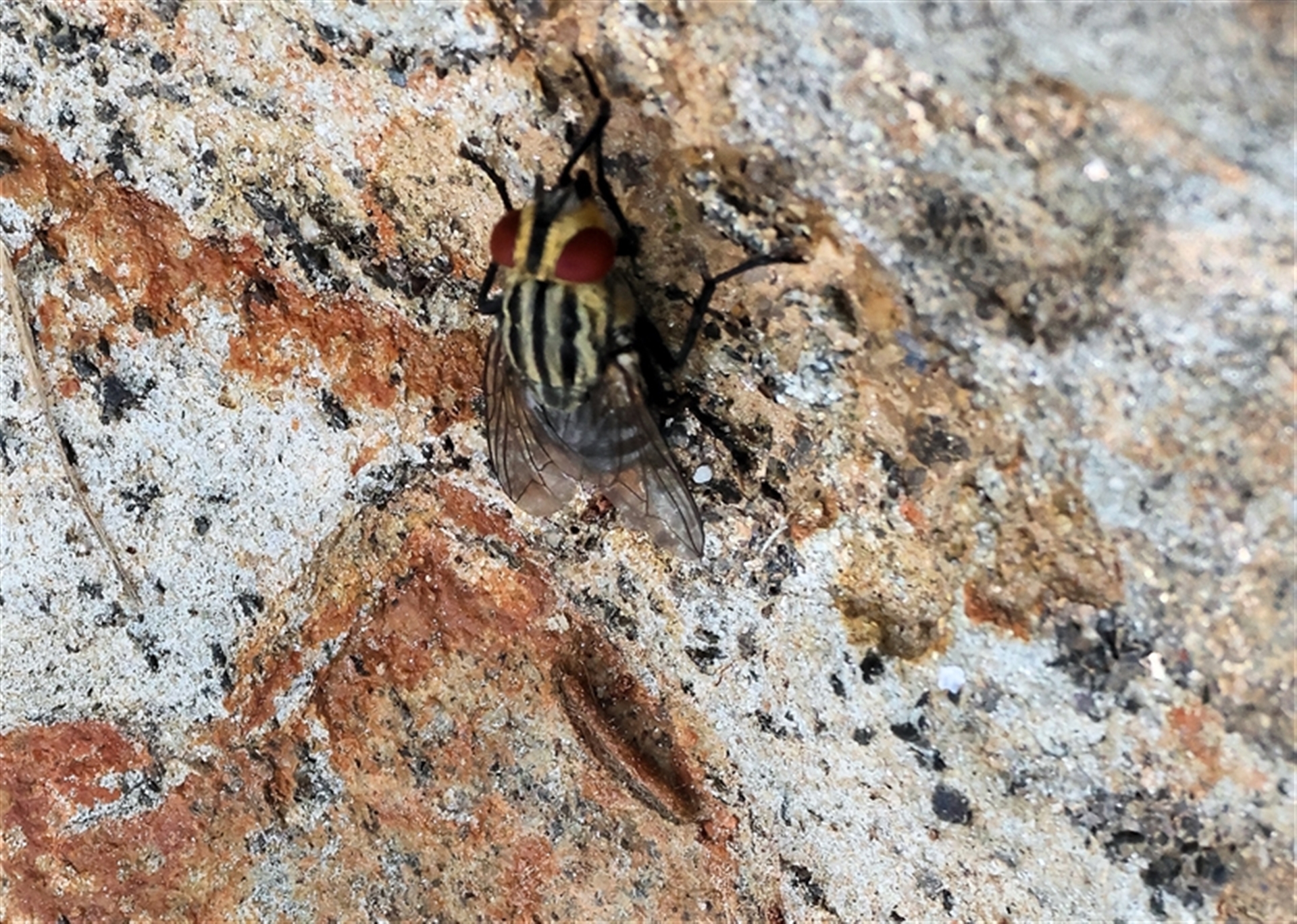 Sarcophaga sp. (genus) at Glenroy, NSW - 9 Sep 2024 10:57 AM