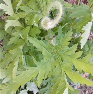 Papaver dubium at Wirlinga, NSW - 15 Sep 2024 09:00 AM