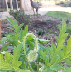 Papaver dubium at Wirlinga, NSW - 15 Sep 2024 09:00 AM