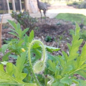 Papaver dubium at Wirlinga, NSW - 15 Sep 2024 09:00 AM