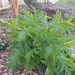 Papaver dubium at Wirlinga, NSW - 15 Sep 2024 09:00 AM