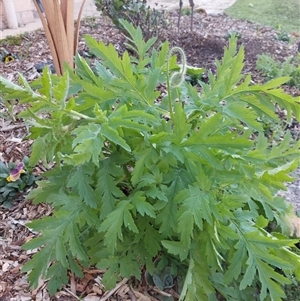 Papaver dubium at Wirlinga, NSW - 15 Sep 2024 09:00 AM