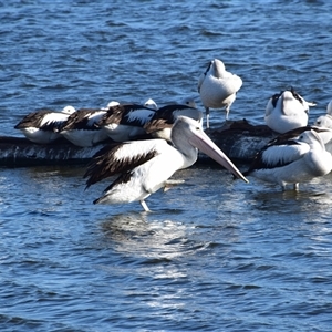 Pelecanus conspicillatus at Barnsley, NSW - 31 Aug 2024