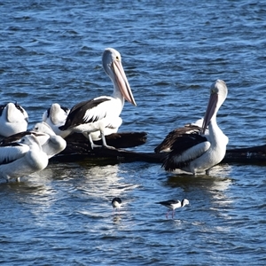 Pelecanus conspicillatus at Barnsley, NSW - 31 Aug 2024