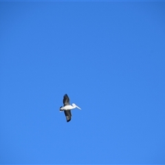 Pelecanus conspicillatus at Barnsley, NSW - 31 Aug 2024