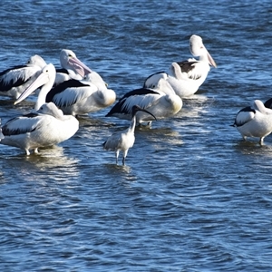 Pelecanus conspicillatus at Barnsley, NSW - 31 Aug 2024