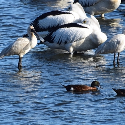 Platalea regia (Royal Spoonbill) at Barnsley, NSW - 31 Aug 2024 by LyndalT