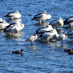 Platalea regia at Barnsley, NSW - 31 Aug 2024