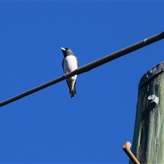 Artamus leucorynchus (White-breasted Woodswallow) at Barnsley, NSW - 31 Aug 2024 by LyndalT