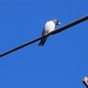 Artamus leucorynchus at Barnsley, NSW - 31 Aug 2024