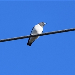 Artamus leucorynchus at Barnsley, NSW - 31 Aug 2024