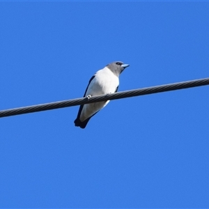 Artamus leucorynchus at Barnsley, NSW - 31 Aug 2024