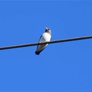 Artamus leucorynchus at Barnsley, NSW - 31 Aug 2024