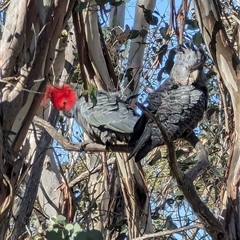 Callocephalon fimbriatum (Gang-gang Cockatoo) at Gingkin, NSW - 15 Sep 2024 by MandyandScott