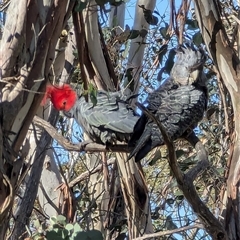 Callocephalon fimbriatum (Gang-gang Cockatoo) at Gingkin, NSW - 15 Sep 2024 by ScottandMandy