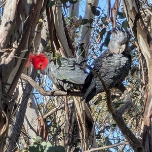 Callocephalon fimbriatum at Gingkin, NSW - suppressed