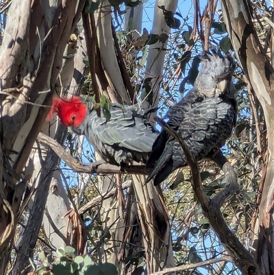 Callocephalon fimbriatum (Gang-gang Cockatoo) at Gingkin, NSW - 14 Sep 2024 by ScottandMandy