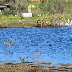 Anas castanea at Barnsley, NSW - 31 Aug 2024 03:33 PM