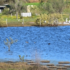 Anas castanea at Barnsley, NSW - 31 Aug 2024 03:33 PM