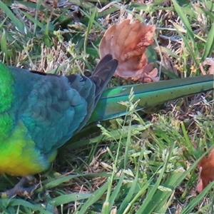 Psephotus haematonotus at Griffith, ACT - 13 Sep 2024