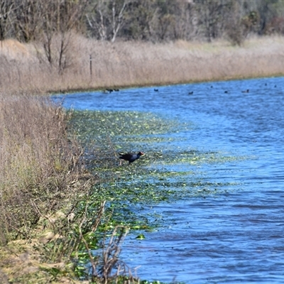 Porphyrio melanotus (Australasian Swamphen) at Uralla, NSW - 1 Sep 2024 by LyndalT