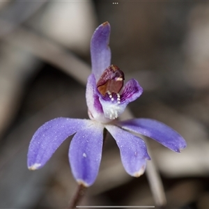 Cyanicula caerulea at Denman Prospect, ACT - suppressed